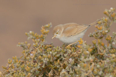 African Desert Warbler - Sylvia deserti