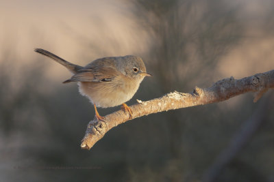 Tristram's Warbler - Sylvia deserticola
