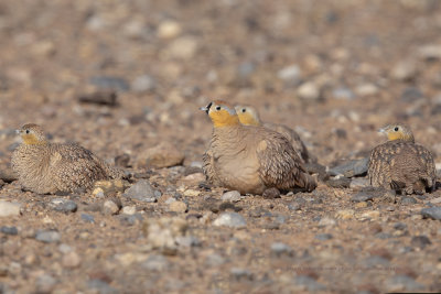 Crowned Sandgrouse - Pterocles coronatus