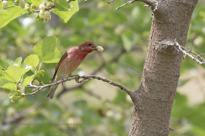 Common Rosefinch - Carpodarcus erythrinus