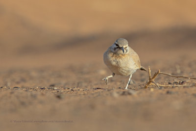 Greater Hoopoe-lark - Alaemon alaudipes