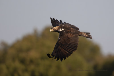 Spanish Imperial eagle - Aquila adalberti