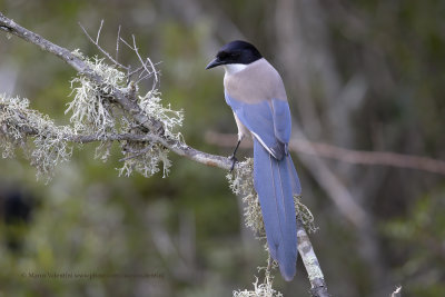 Azure-winged magpie - Cyanopica cooki