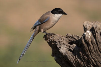 Azure-winged magpie - Cyanopica cooki