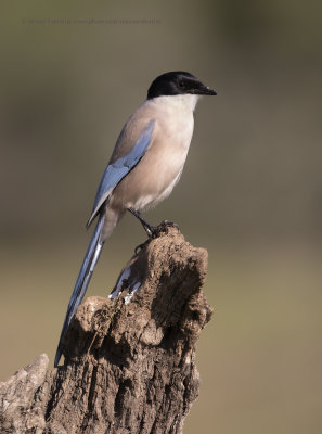 Azure-winged magpie - Cyanopica cooki