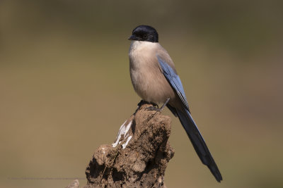 Azure-winged magpie - Cyanopica cooki