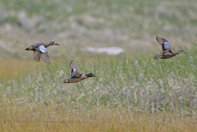 Blue-winged Teal - Anas discors