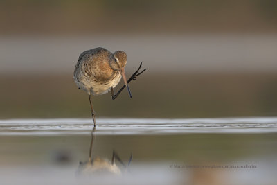 Black-tailed godwit - Limosa limosa