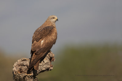 Black kite - Milvus migrans