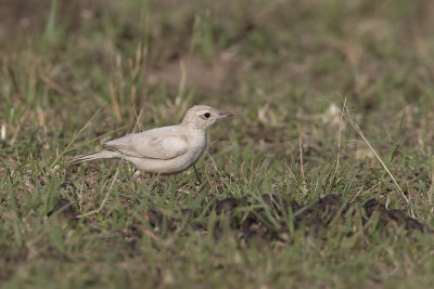 Plain-backed Pipit - Anthus leucophrys