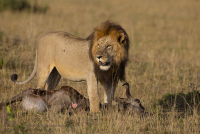 African Lion - Panthera leo