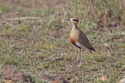 Temminck's Courser - Cursorius temminkii