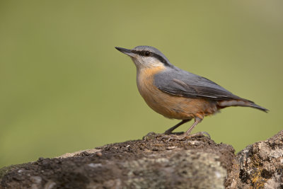 Eurasian nuthatch - Sitta europaea