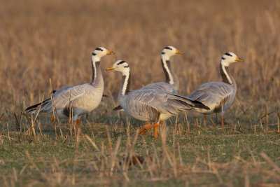 Bar-headed Goose - Anser indicus