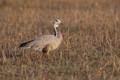 Bar-headed Goose - Anser indicus