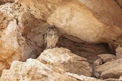 Pharaoh Eagle-owl - Bubo ascalaphus