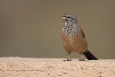 House Bunting - Emberiza sahari