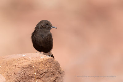 Black Wheatear - Oenanthe leucura