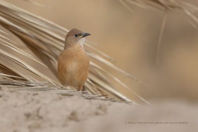 Fulvous babbler - Turdoides fulvus