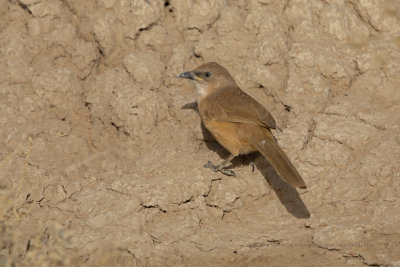 Fulvous babbler - Turdoides fulvus