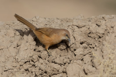 Fulvous babbler - Turdoides fulvus
