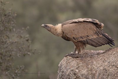 Griffon vulture - Gyps fulvus