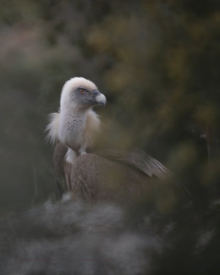 Griffon vulture - Gyps fulvus