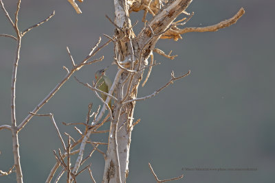 Levaillant's Woodpecker - Picus levaillanti