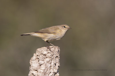 Iberian Chiffchaf - Phylloscopus ibericus