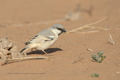 Desert Sparrow - Passer simplex