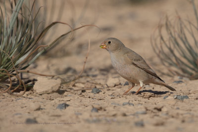 Trumpeter Finch - Bucanetes githagineus