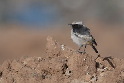 Red-rumped Wheatear - Oenanthe moesta