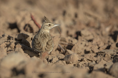 Maghreb lark - Galerida macrorhyncha