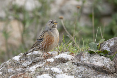 Alpine accentor - Prunella collaris