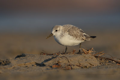 Sanderling - Calidris alba