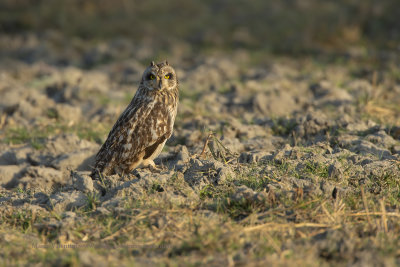 Short-eared Owl - Asio flammeus