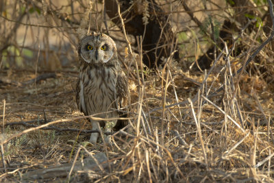 Short-eared Owl - Asio flammeus