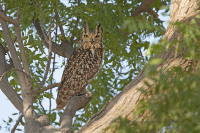 Indian Eagle-owl - Bubo bengalensis