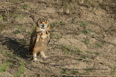 Indian Eagle-owl - Bubo bengalensis