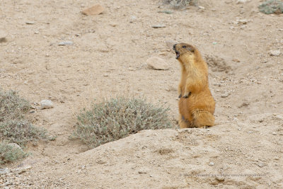 Long-tailed Marmot - Marmota caudata