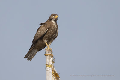 White-eyed buzzard - Butastur teesa