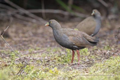 Black-tailed Native-hen - Tribonyx ventralis