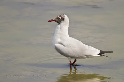 Brown-headed Gull - Larus brunnicephalus