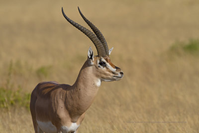 Nanger granti - Southern Grant gazelle