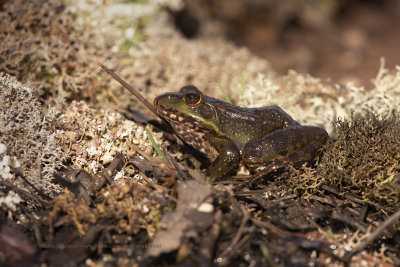 Iberian Frog - Rana iberica