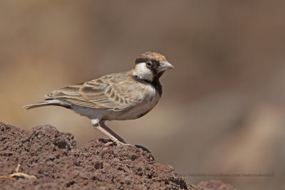 Fischer's Sparrow-lark - Eremopterix leucopareia