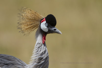 Grey-crowned Crane - Balearica regulorum