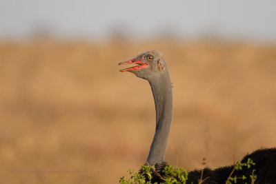 Somali ostrich - Struthio molidophanes