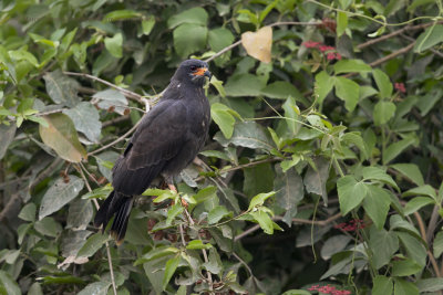 Snail kite - Rosthramus sociabilis