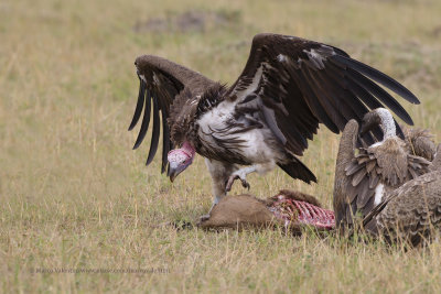 Lapped-faced Vulture - Torgos tracheliotos